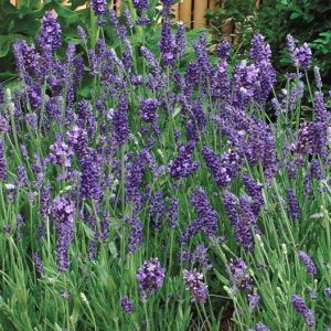 Ellagance Purple