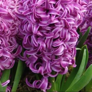 Purple Sensation