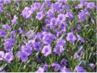 Ruellia