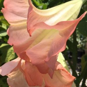 Floripondio