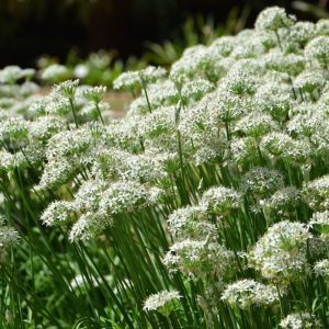 Allium tuberosum