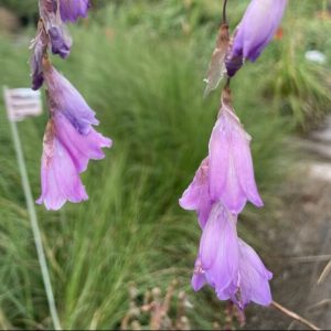 Dierama
