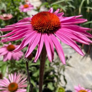 Prima Donna Deep Rose
