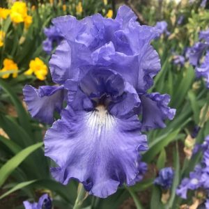 Fiesta In Blue