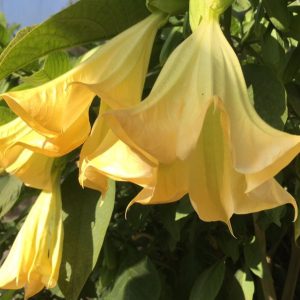 Floripondio