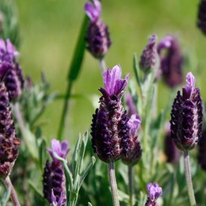 Bandera Purple