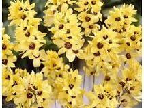 Yellow Emperor