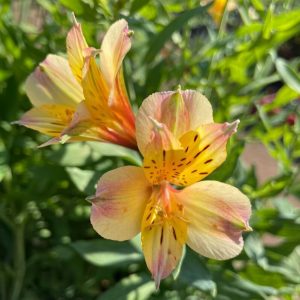 Jupiter