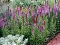 ​Liatris spicata