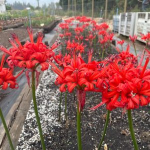 Nerine sarniensis