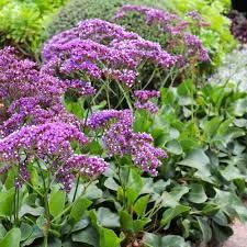 Limonium perezzi