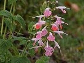 Salvia coccinea rosada