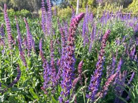 ​Salvia nemorosa