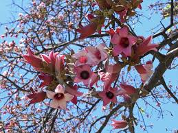 Sterculia