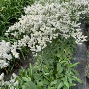 Limonium Sensy Tip Top