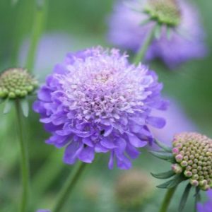 Blue (enana)